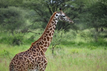 Naklejka na ściany i meble animals of wild africa. giraffe at the national park in tanzania.