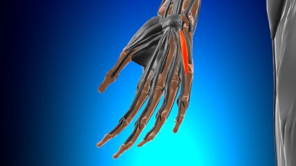 Flexor digiti minimi brevis of hand Muscle Anatomy For Medical Concept 3D