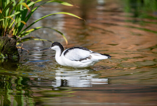 Avocet swimming in wonderful lake with ripples