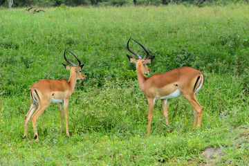 Naklejka na ściany i meble Wild deer and antelopes in the Tanzania National Wildlife Refuge in Africa. Wild free animals in the park.