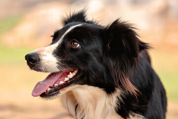 close de um cachorro preto e branco com expressão alegre e sorridente