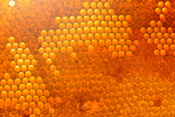 Bee honeycomb with honey, yellow honeycomb wax background. The concept of beekeeping 