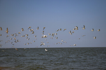 Seagulls in flight