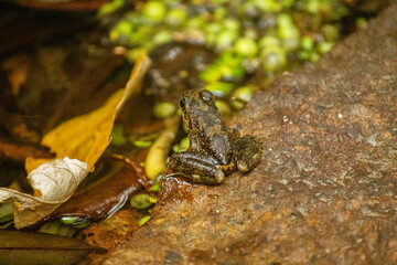frog from the city of Ilhabela, State of São Paulo, Brazil