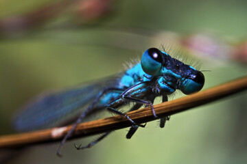 Common blue damselfly clings to a grass stem awaiting the sun to warm up for another day at the lakeside.