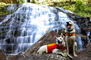 dogs with waterfall