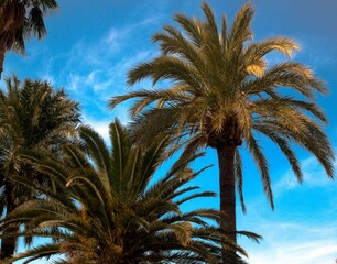 Fototapeta na wymiar Palm trees growing in Salou with wispy clouds over a deep blue sky