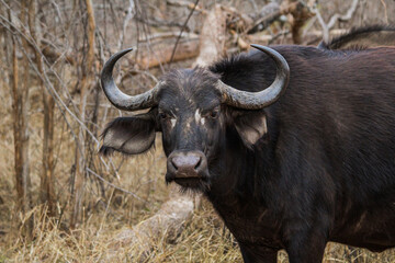 Fototapeta na wymiar Buffalo walking through dry vegetation in the middle of a South African safari