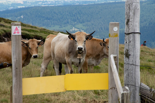 aubrac 002