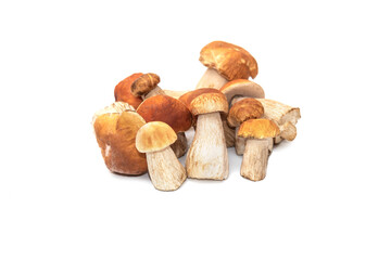 Boletus edulis mushrooms on white background