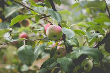 Beautiful view of the apple tree in the morning after the rain. Raindrops on an apple.