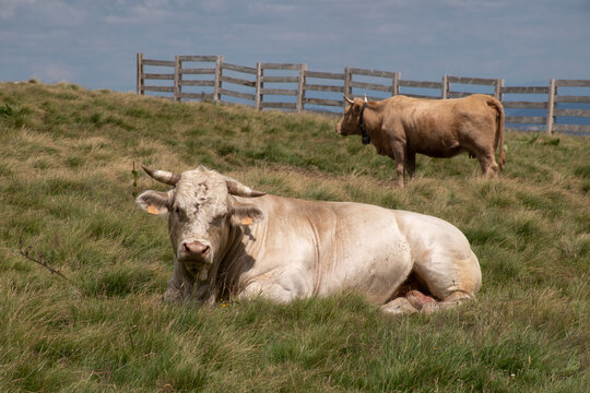 aubrac 014