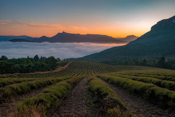 Naklejka premium Champs de lavande au Col de Soubeyrand au petit matin