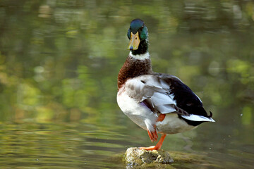 Mallard Duck standing on one leg