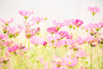 Obraz na płótnie Canvas High-key, soft focus meadow of vibrant, pink cosmos flowers in summer 
