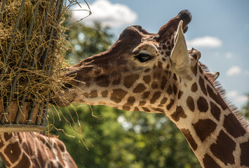 Girafe mangeant dans un parc zoologique à Saint-Aignan, Loir-et-Cher, France