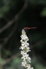 dragonfly on white flower