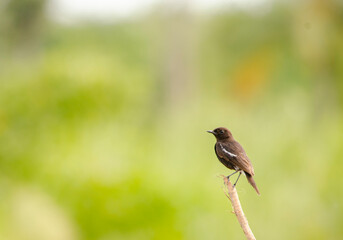 Pied Bushchat