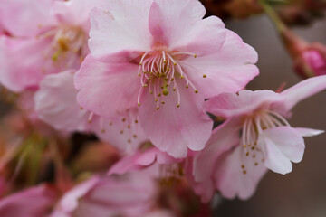 河津桜