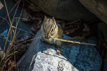Chipmunk on  a stone