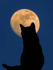 Papier Peint photo Pleine lune back view of a black cat silhouette looking to a full moon at blue background