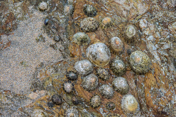 Shells in the rocks