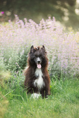 Portrait of beautiful black powderpuff chinese crested dog sitting in the grass in summer at sunset