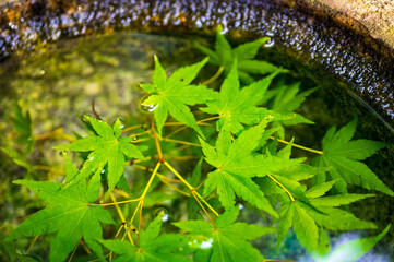 夏の風物詩 涼感あふれる手水鉢