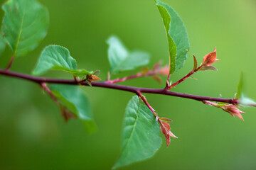 Close up of blurred summer green and red leafs in the centre on the branch with blurred background. Nature concept with copy space