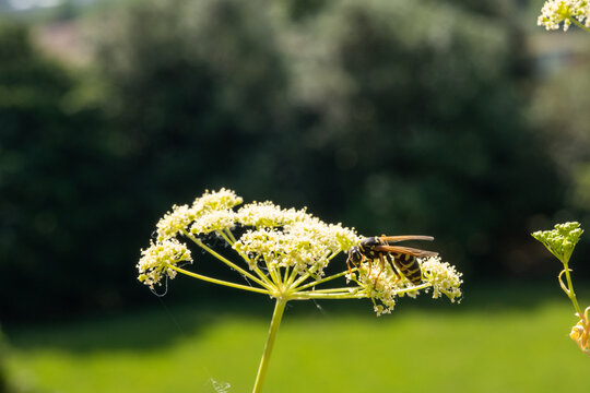 Wasp on a white Caraway or meridian fennel flower. Macro photo. Texture of white petals. Wasp close-up. Drawing on the body of a wasp. The wasp pollinates the flower. Selective focus. Bokeh