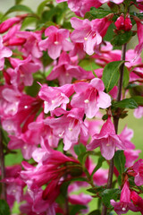 The blossoming weigela branches with bright flowers and fresh green leaves.Flowers and leaves damp after a rain.
