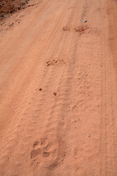 Wild lion spoor track footprints on soft sand