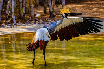 crowned crane flaps its wings © AlexTow