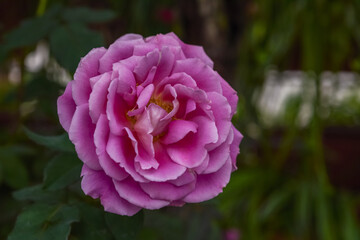Purple roses in a dark environment