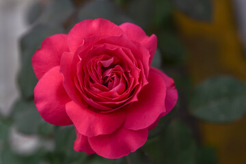 Red roses bloom in the dark