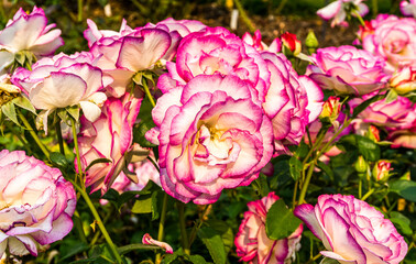 Brilliant Rose Flowers Cluster 5