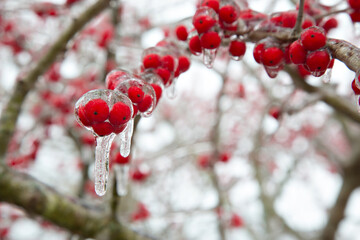 Winter storm in Austin Texas. A tree with red berries is covered with ice. Freezing rain. Red berries on the green background. Winter scene. Anomaly weather. Natural disaster