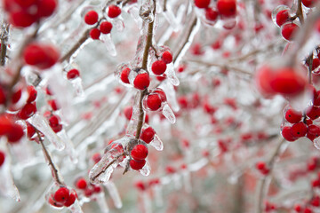 Winter storm in Austin Texas. A tree with red berries is covered with ice. Freezing rain. Red berries on the green background. Winter scene. Anomaly weather. Natural disaster