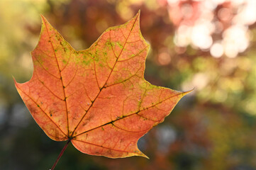 Fototapeta na wymiar orange maple leaf in an autumn park on a sunny day. Beautiful autumn background. Close-up. Bokeh