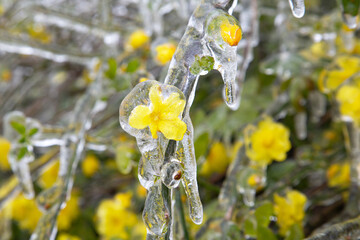 Yellow flowers are covered with ice. Winter storm in Austin Texas.  Freezing rain. Winter scene. Natural disaster - obrazy, fototapety, plakaty