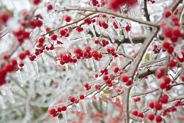 Winter storm in Austin Texas. A tree with red berries is covered with ice. Freezing rain. Red berries on the green background. Winter scene. Anomaly weather. Natural disaster