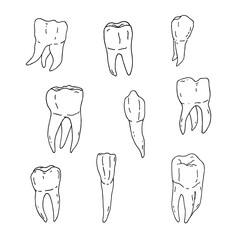 Doodle style tooth. Collection of hand-drawn teeth. Black and white vector graphics, realism. Dentistry and medicine, oral health illustration.