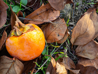Persimmon tree with many ripe orange fruits in the autumn garden.