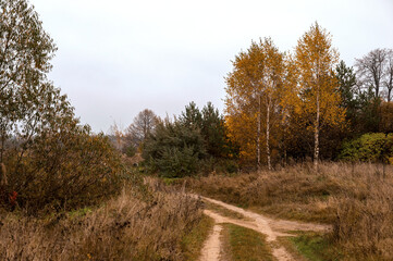 Obraz premium Rural road, field with dry plants and birch trees with yellow leaves. Country autumn landscape. Colors of autumn