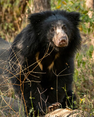 sloth bear or Melursus ursinus portrait in natural green background an aggressive animal from wild...