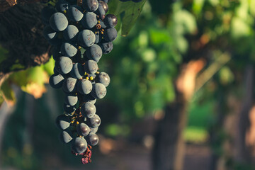 uvas