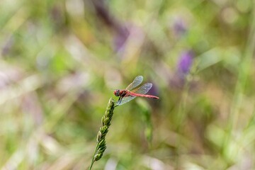Specimen of red dragonfly posing on a stalk of grass