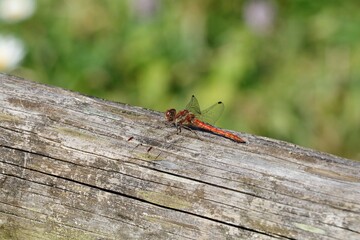 Libellule rouge