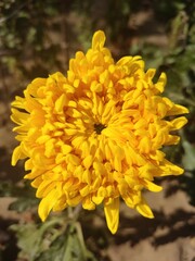 yellow chrysanthemum
