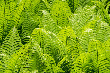 Hintergrund aus grünem Farn